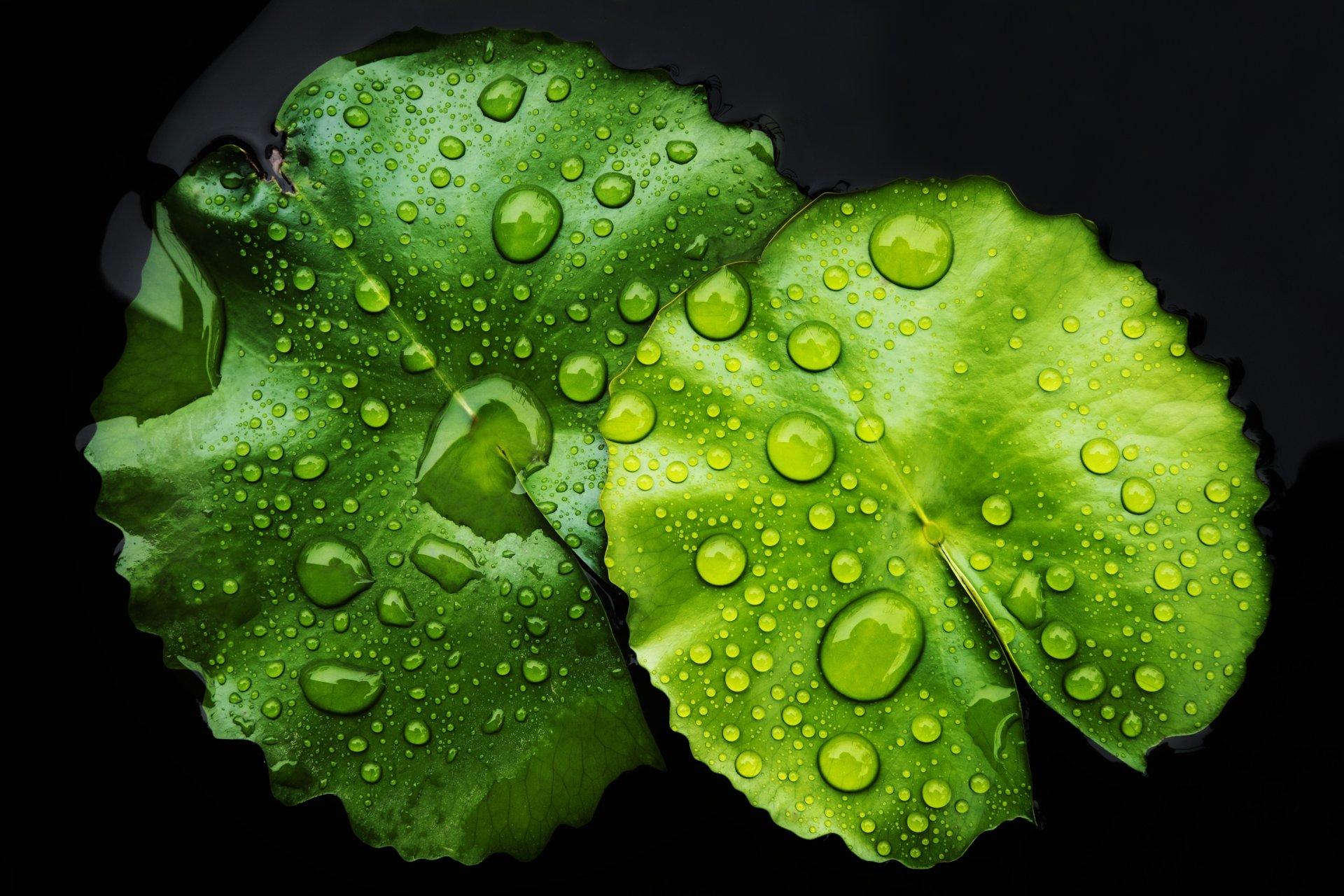 Low key images, Water Droplets on Lotus Leaf