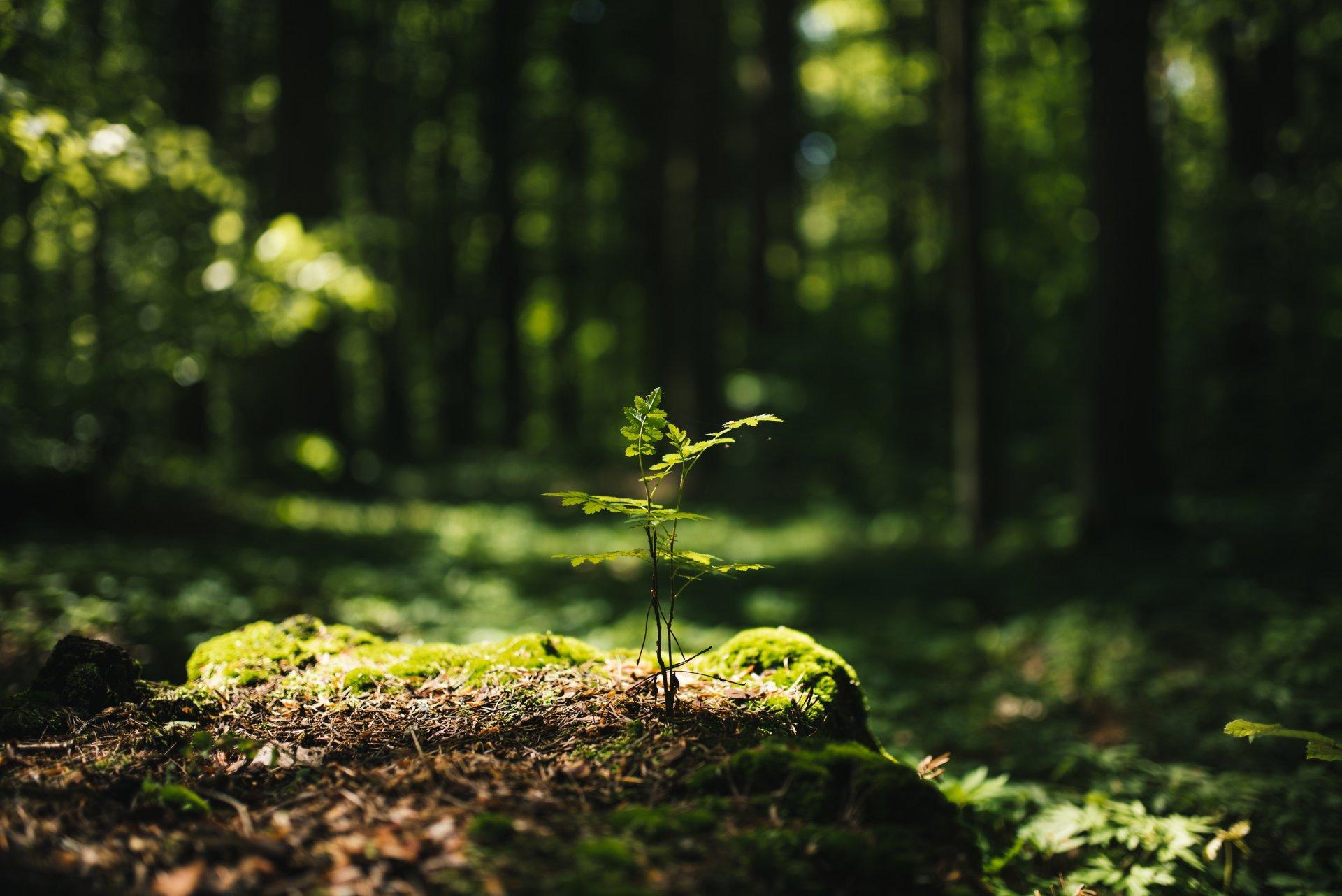 Young rowan tree seedling grow from old stump in Poland forest. 