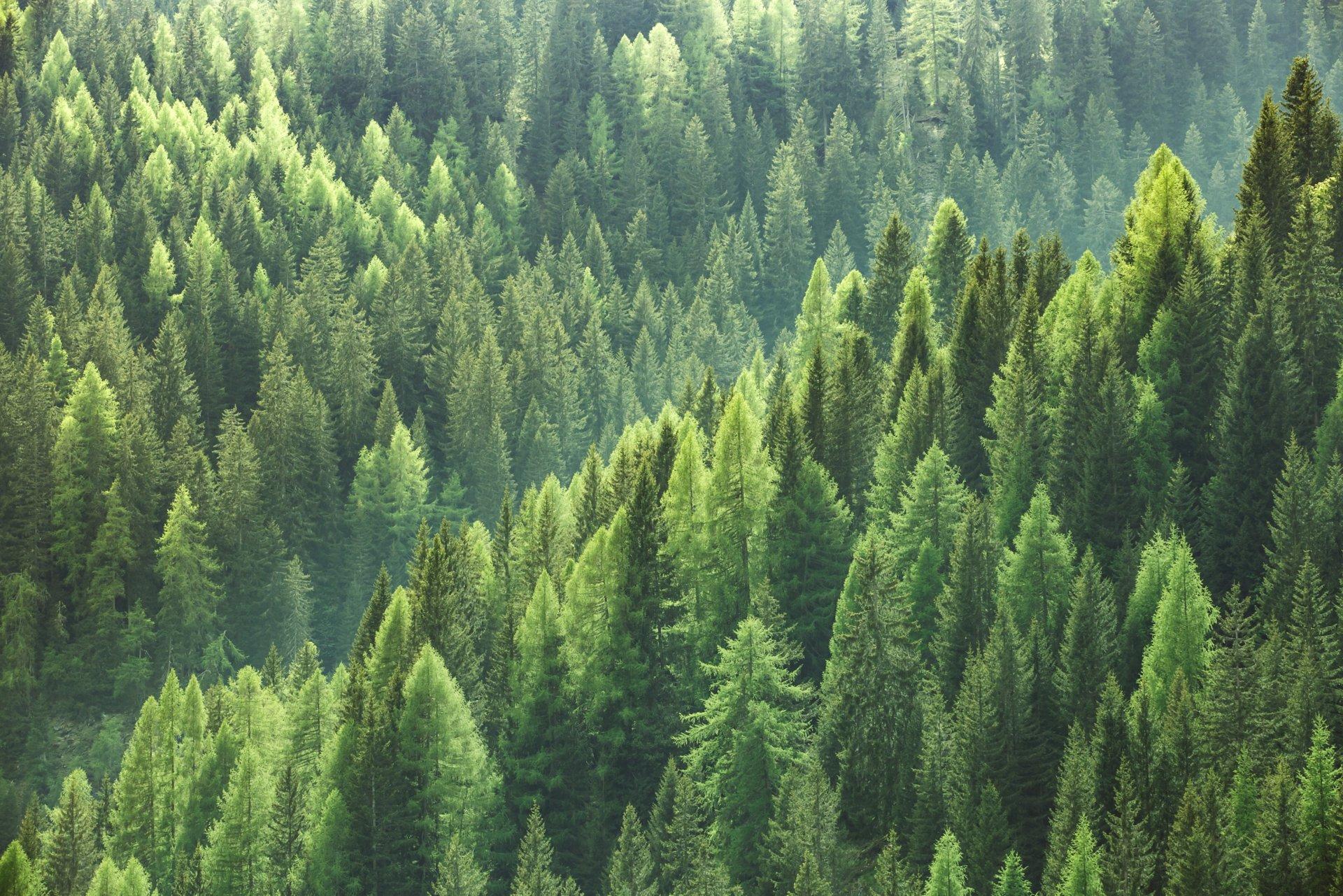 Healthy green trees in a forest of old spruce fir and pine